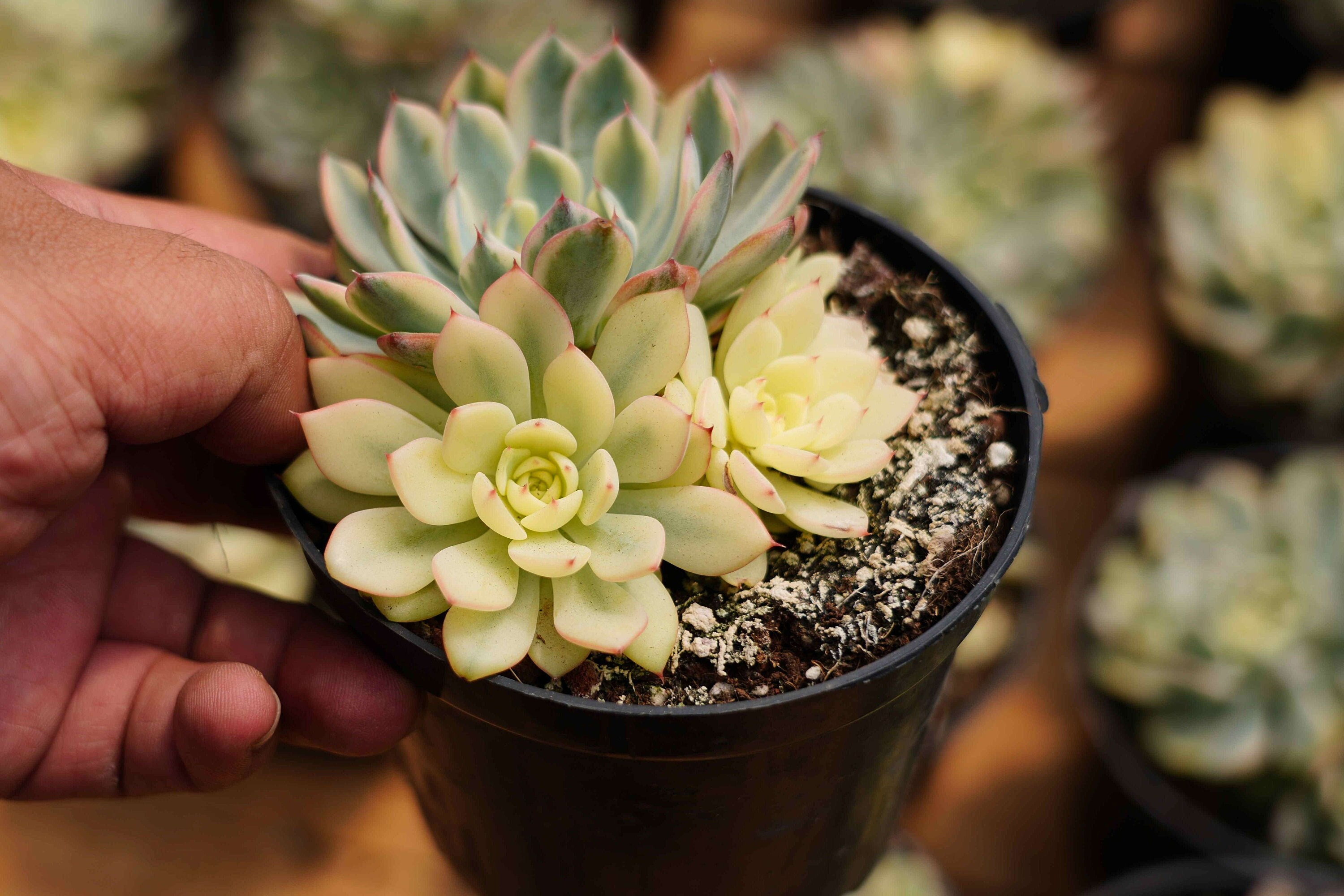 Echeveria Minima Variegated , Rare Live Succulent - Etsy Denmark