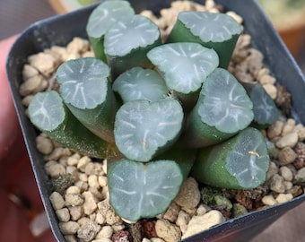Haworthia maughanii Hakuji Lens - Suculenta viva