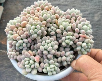 Sedum 'Caviar', Rare Live Succulent