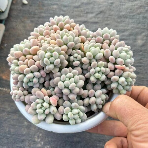 Sedum 'Caviar', zeldzame levende vetplant