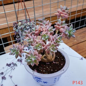 Graptoveria Victor Kane - Live Plants, P143