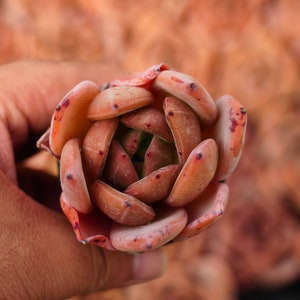 Echeveria Pink Champagne - Live Succulent