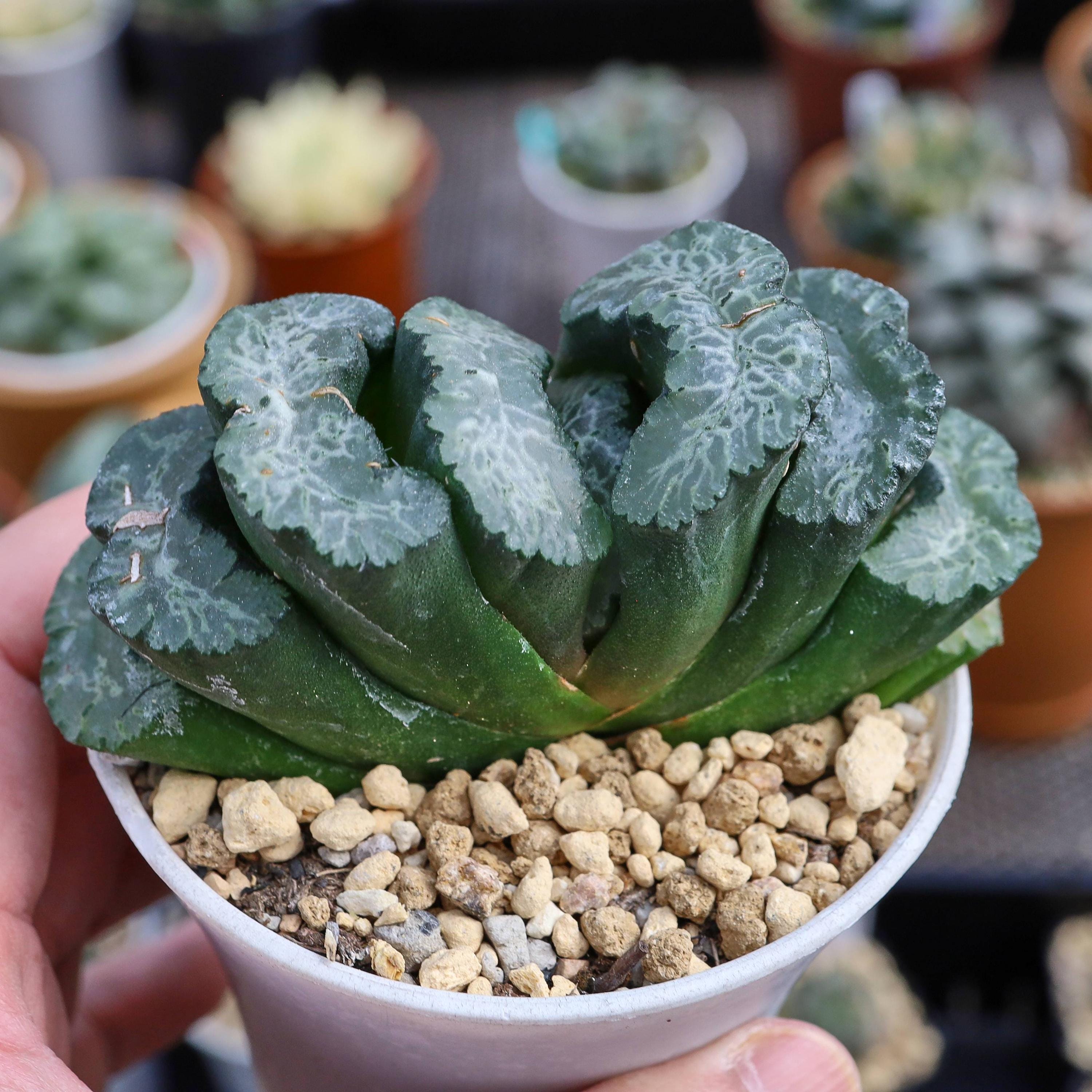 Haworthia Truncata Taoist Priest - Live Succulent - Etsy