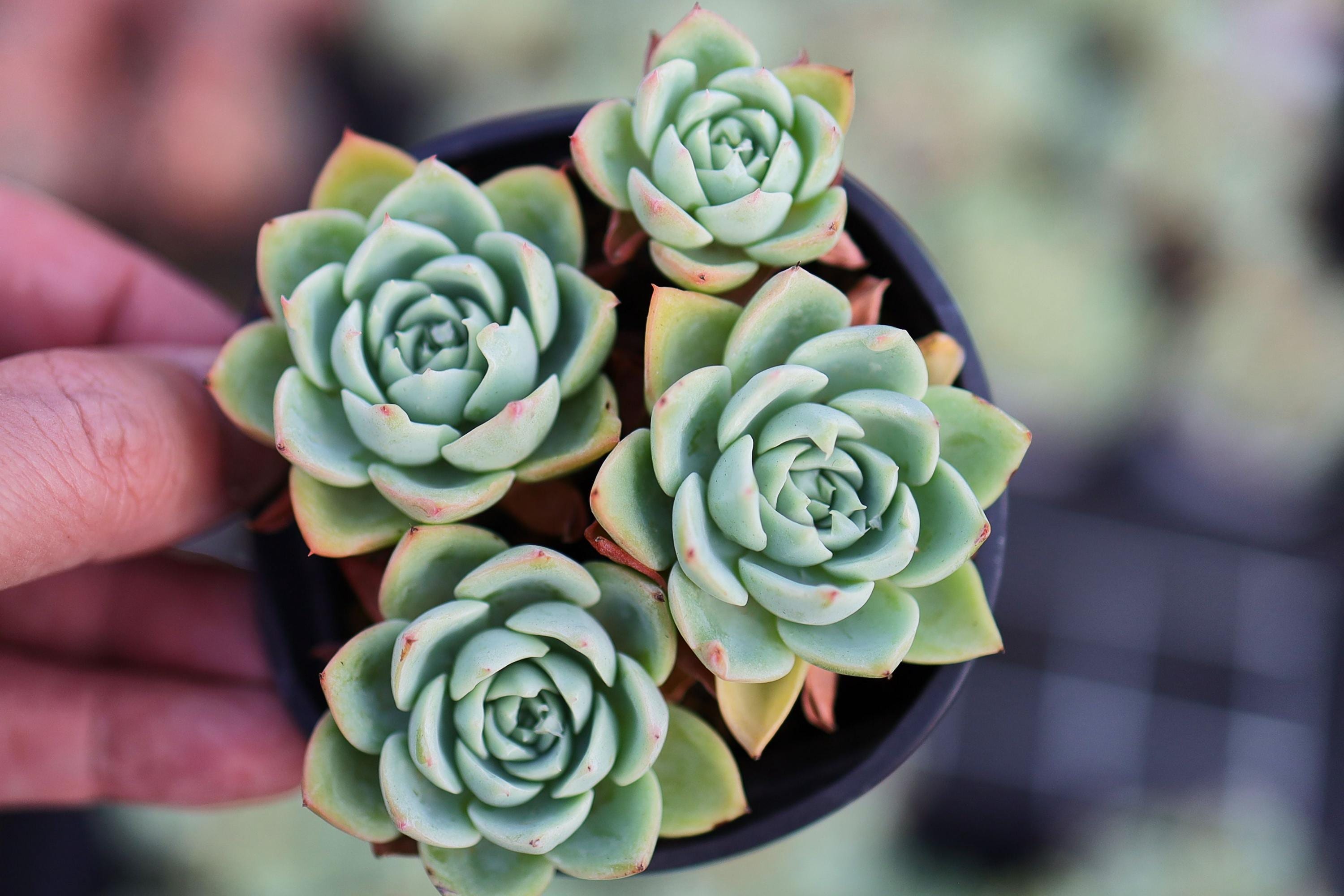 Echeveria Pansy - Etsy