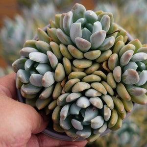 Pachyphytum Oviferum - Live Succulent