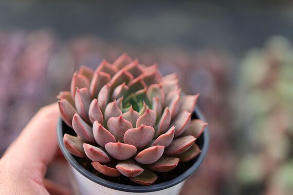 エケベリア「レディローズ」 - 生きた多肉植物 - Etsy 日本