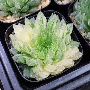 Haworthia Flower Butterfly Variegated- Live Succulent