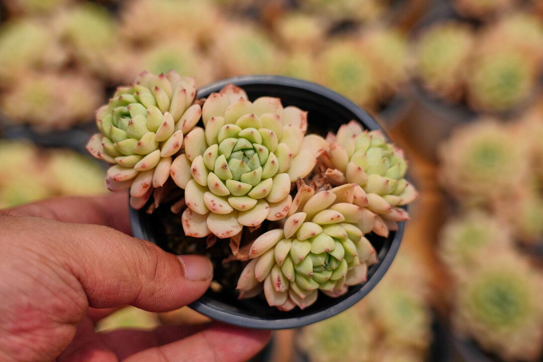 echeveria ブルゾン image_860f3f99-1618-474b-9ae0-