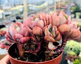エケベリア「スヨン」、希少な生きた多肉植物 - Etsy 日本