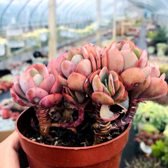 エケベリア「スヨン」、希少な生きた多肉植物 - Etsy 日本
