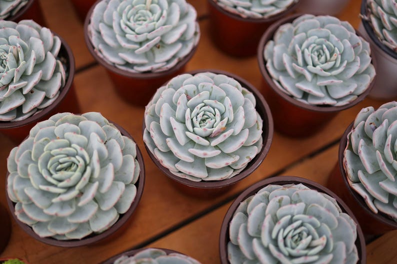LINshenHK Echeveria Mont Blanc - Thumbnail 5