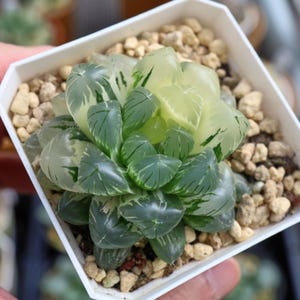 Haworthia Cooperi Ice Love Variegated  - Live Succulent