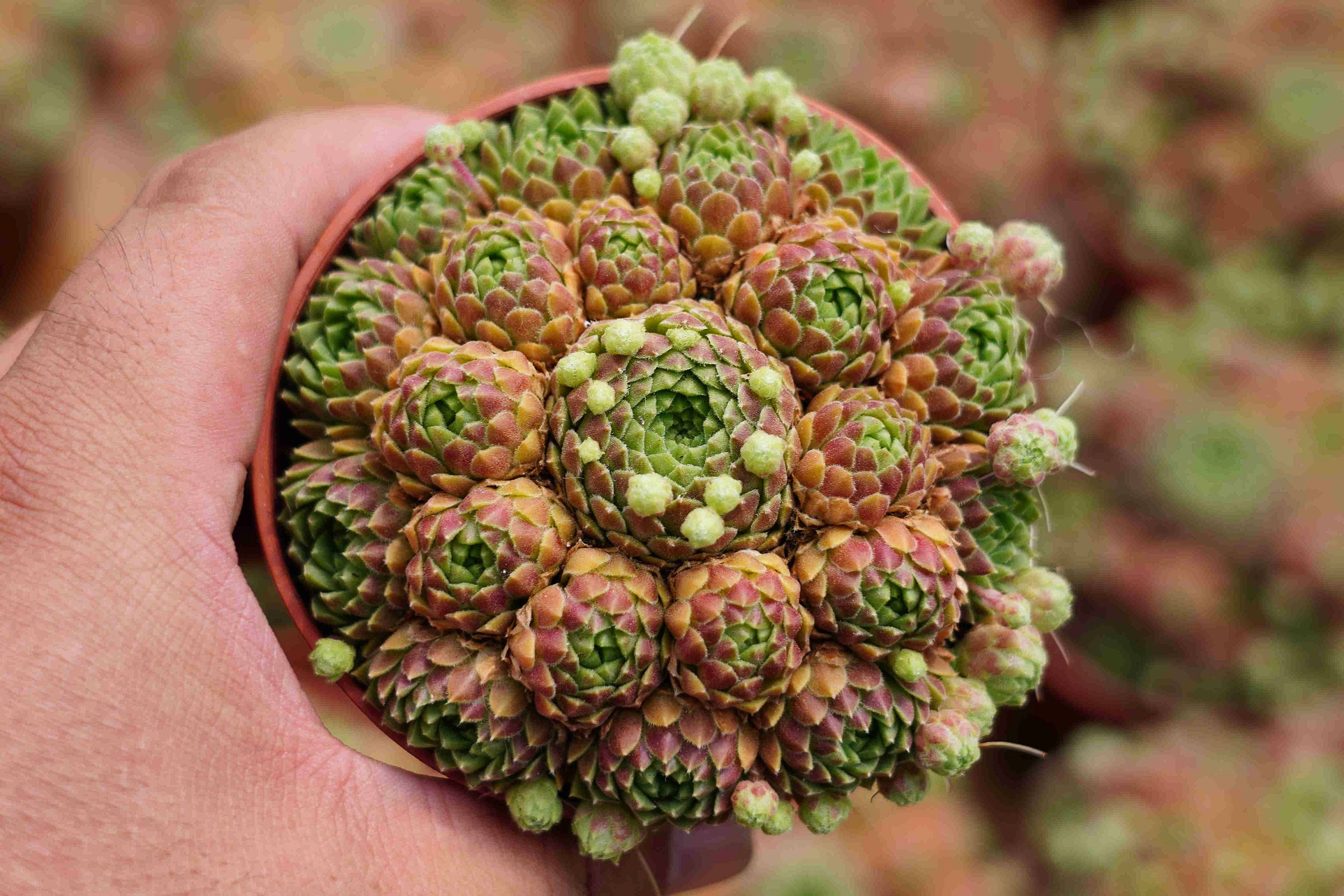 Sempervivum L, Rare Live Succulent