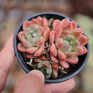 Echeveria wie ein Traum - Live Succulent
