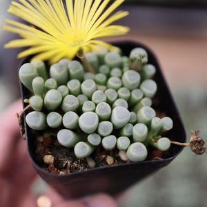 Fenestraria aurantiaca - Live Succulent