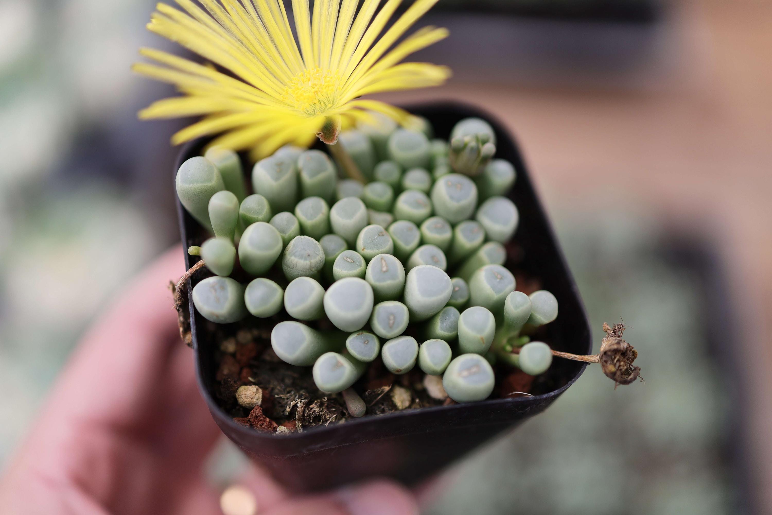 Aurantiaca - Etsy 日本