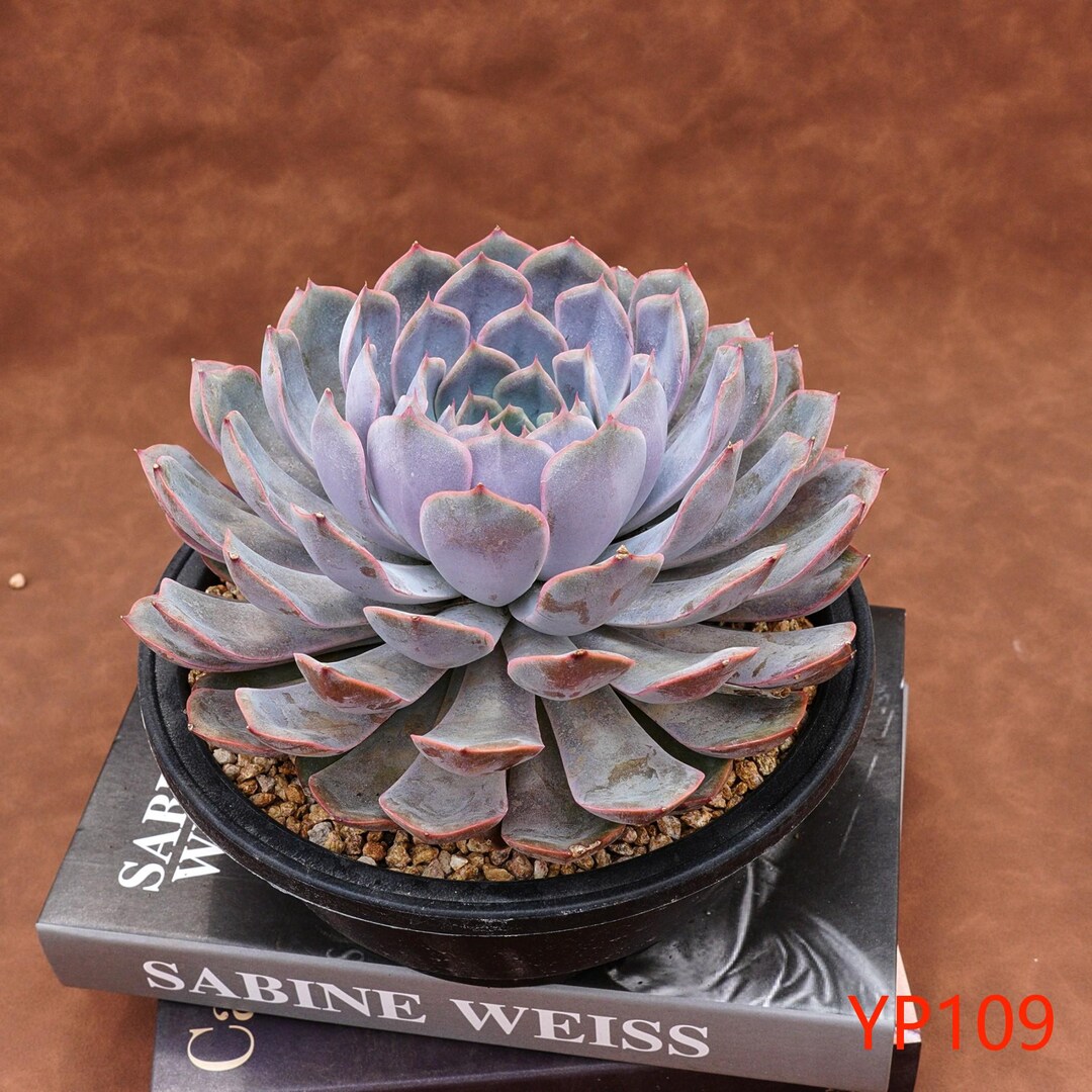 エケベリア フィオナ - 生きた植物、YP109 - Etsy 日本
