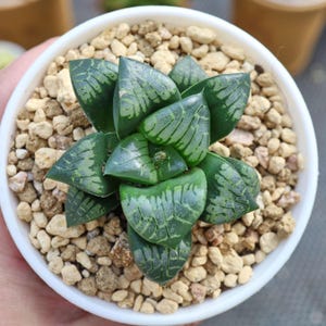 Haworthia bayeri Painted Skin - Live Succulent