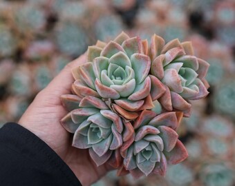 グラプトベリア「ハリー・ワトソン」クラスター、珍しい生きた多肉植物