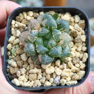 Haworthia Cooperi Plastic bark Variegated - Live Succulent