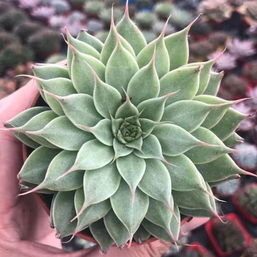アエオニウム・ライチ - 生きた植物、P164 - Etsy 日本