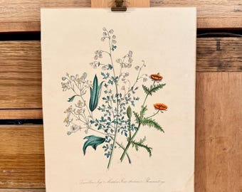 Antique 1800's Jane Loudon Hand-Colored Botanical Print; AS-IS; UNFRAMED; Vintage Botanical Lithographs; Gift for Collector; Cottagecore Art