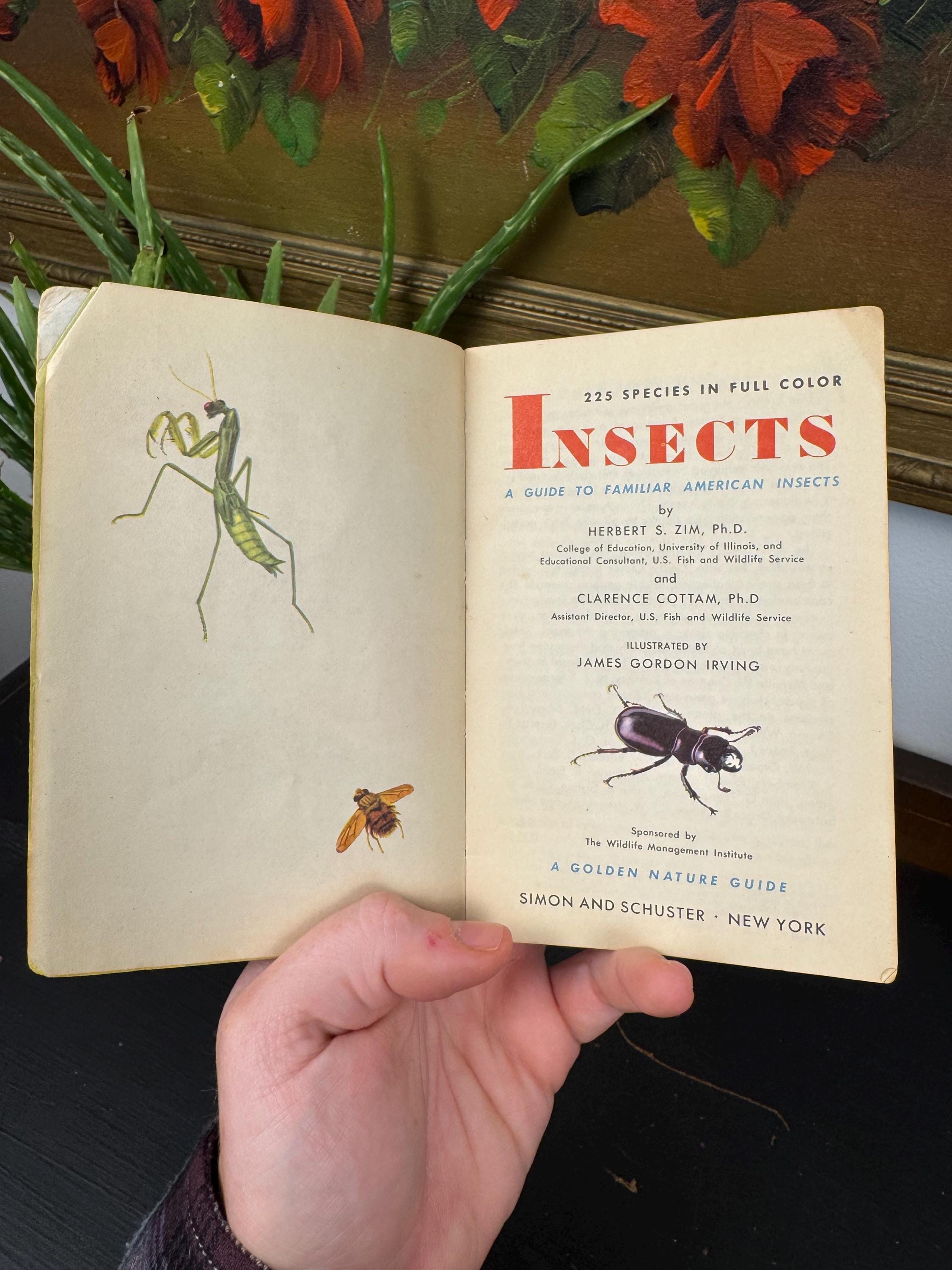 First Insects Book Vintage 1951