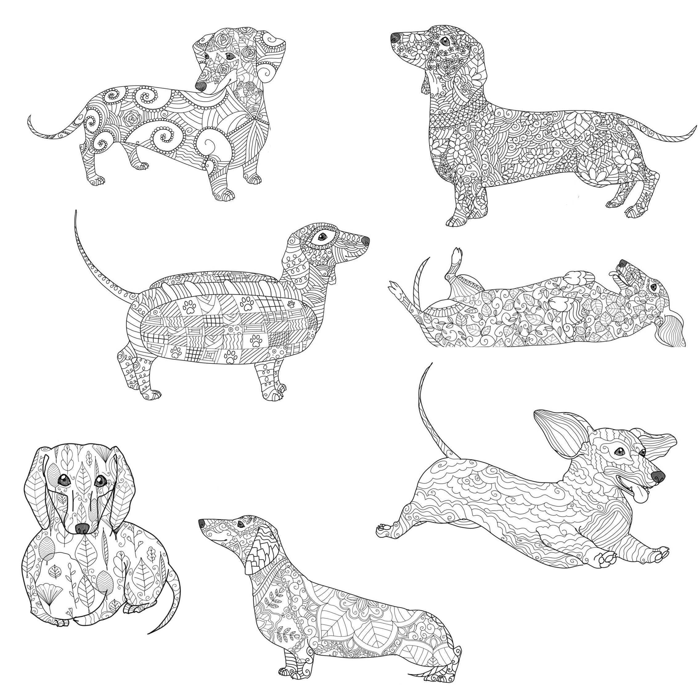 Dachshunds, Printable Coloring Pages for Adults, Printable Instant ...