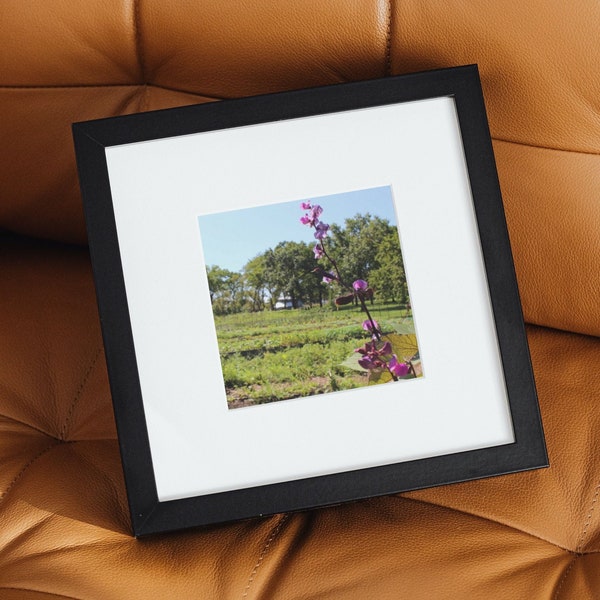 Hyacinth Bean Photography Print on 4x4 (Square) Matte FSC Paper Purple & Green Flower Gallery Wall Art for Home Decor or Interior Design