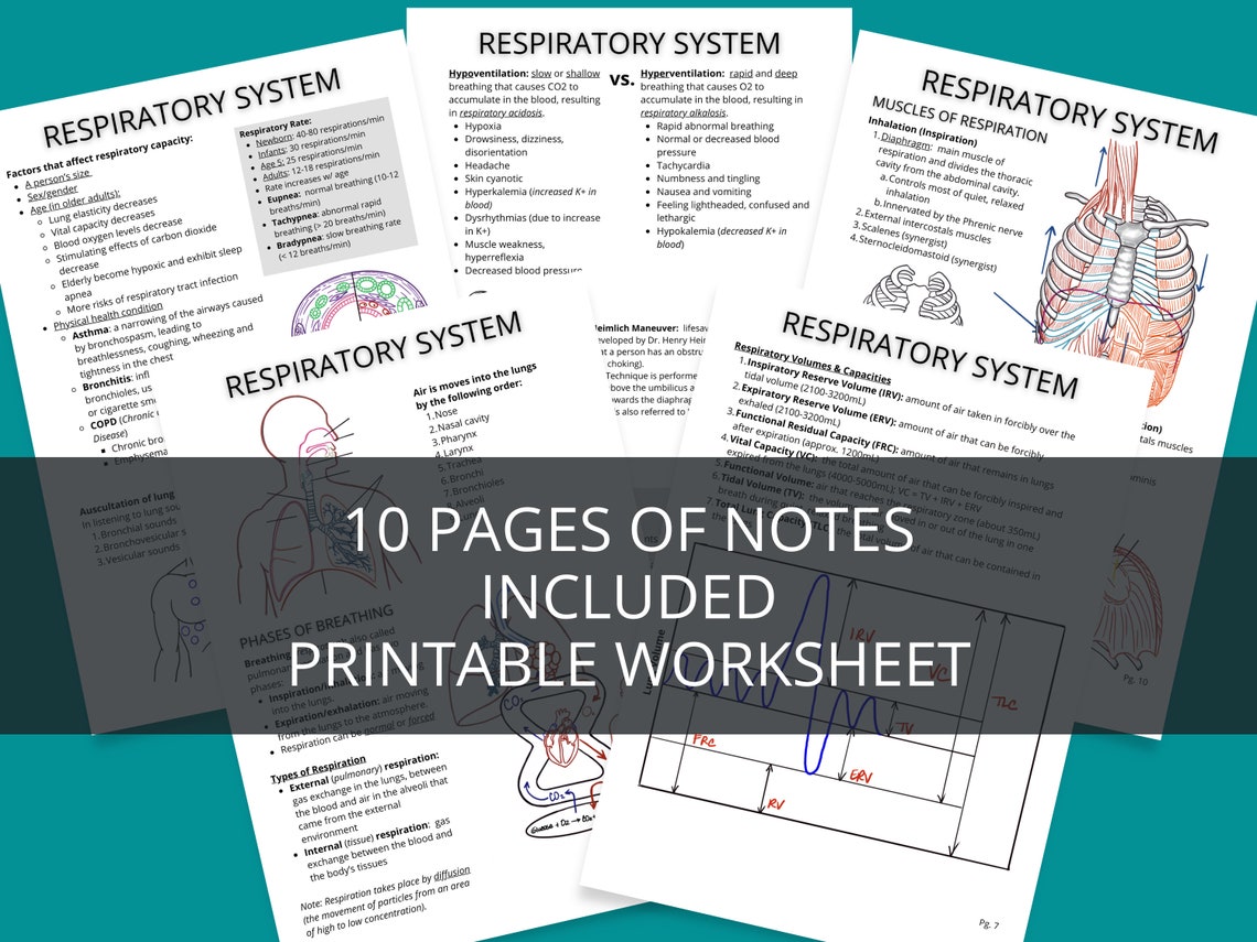 Respiratory Anatomy Printable Coloring Notes / Respiratory Study Guide PDF Printable ...