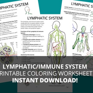 Lymphatic/Immune System Study Guide, Printable Coloring Notes, Anatomy Coloring Printable Study Guide, Immune System Coloring Notes,