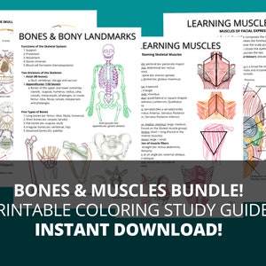 PDF Printable Bones & Muscles, Bones and Muscles of the Human Body PDF Printable Study Guide, Printable Bony Landmarks and Muscles PDF