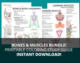 Guide d'étude des os et des muscles : points de repère osseux imprimables (PDF)