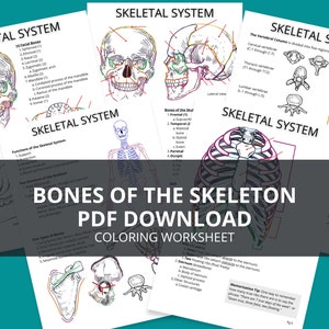 Skeleton Bones Printable Notes, Bones of the Skeleton Coloring Worksheet, Bony Landmarks Printable Notes, Bones & Bony Landmarks Printable