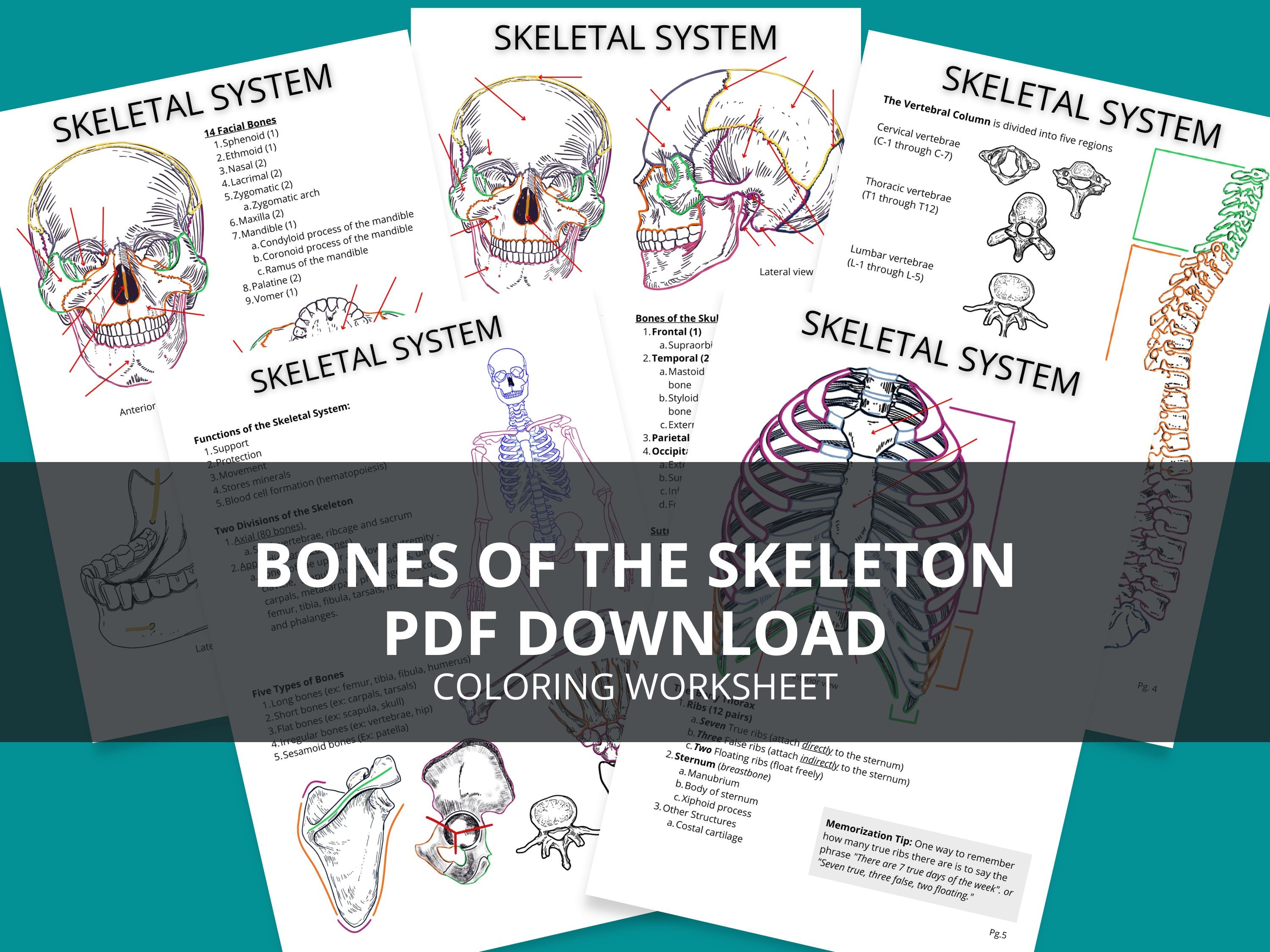 Skeleton Bones Printable Notes, Bones of the Skeleton Coloring ...