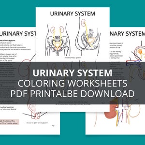 Anatomía humana, Notas en PDF imprimibles del sistema urinario, Descarga digital, Guía de estudio del sistema renal, Hojas para colorear del sistema urinario