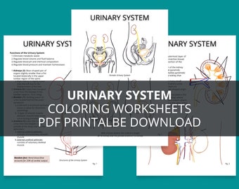 Urinary System Anatomy Study Guide (Printable PDF)