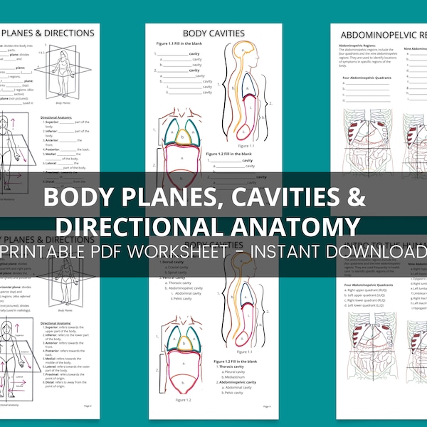 Body planes, cavities and directional anatomy PDF Printable Worksheet, Intro to Anatomy Printable PDF Worksheet, Intro to Anatomy Worksheet