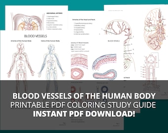 Blood Vessel Anatomy Study Guide, Coloring Worksheet (Printable PDF)