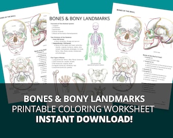 Bones & Bony Landmarks Study Guide (Printable PDF)