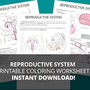 Notes imprimables au format PDF sur l&#39;appareil reproducteur, guide d&#39;étude sur l&#39;anatomie de la reproduction, guide d&#39;étude sur l&#39;anatomie à colorier à imprimer