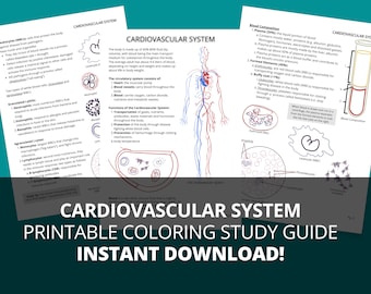 Cardiovascular System Anatomy Study Guide (Printable PDF)