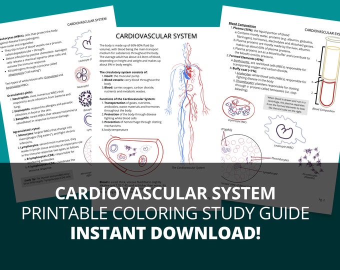 Heart Anatomy Notes.pdf Heart Anatomy - Etsy Canada