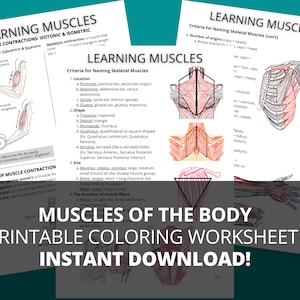 Muscles of the Human Body Printable PDF Study Guide, Muscular System PDF Coloring Study Guide, Printable Muscles PDF Study Guide
