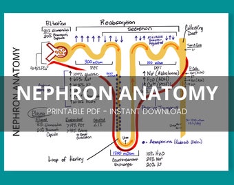 Nephron Anatomy Study Guide (Printable PDF)
