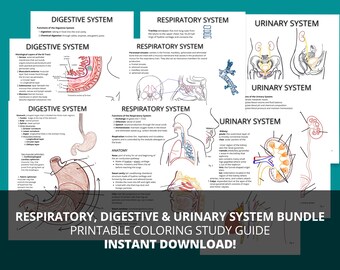 Respiratory, Digestive, Urinary Systems Study Guide Bundle (Printable PDF)