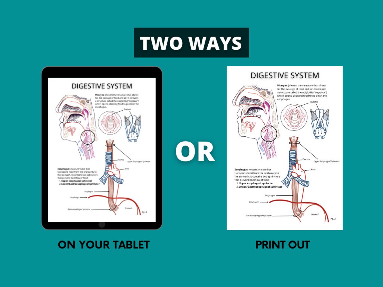 Body Planes, Cavities and Directional Anatomy PDF Printable Worksheet ...