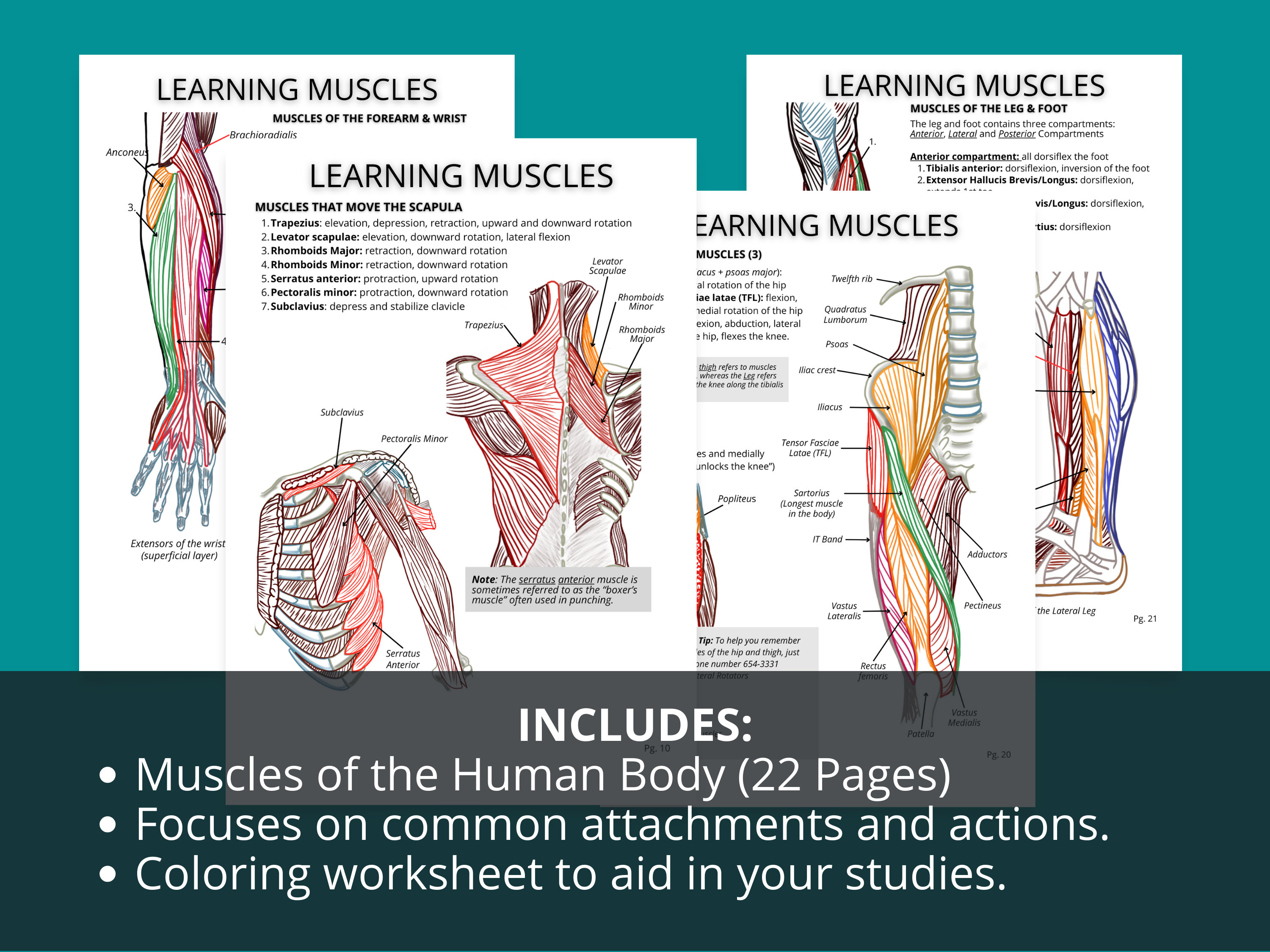 Bones and Muscles Study Guide: Printable Bony Landmarks (PDF) - Etsy