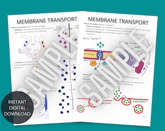 Cell Membrane Transport Study Guide Worksheet (Printable PDF)