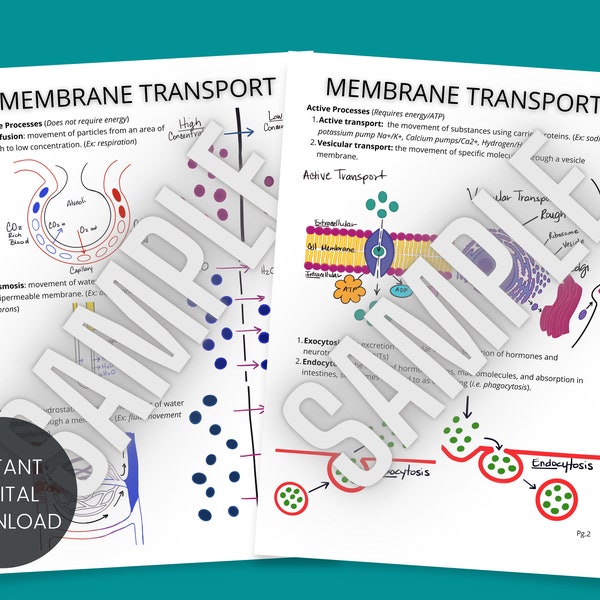 Notes sur le transport de la membrane cellulaire, feuille de travail imprimable pour colorier des notes, feuille de travail pour colorier la membrane cellulaire, notes d'anatomie